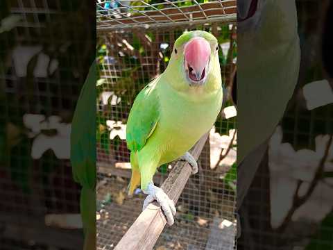 Female parrot angry sound 🦜