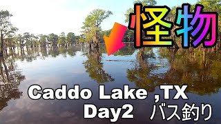 Saw Alligator while Bass fishing at Caddo Lake ,TX  テキサス州　キャドーレイク(カドー湖)バス釣り２日目
