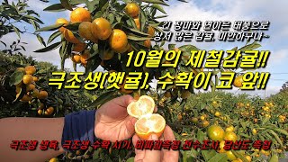 햇귤, 10월의 제철감귤 극조생감귤, 수확이 코 앞!! : 당산도측정, 당도전수조사, 극조생감귤생육, 외관에…