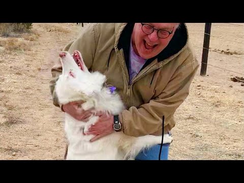 Les chiens sont tellement excités lorsqu'ils voient leur père après une longue période de séparation