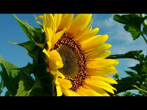 Berna Öztürk  03   Dennis Christopher feat  Rocq E – Music Is My Life Simmons & Christopher Radio Ed