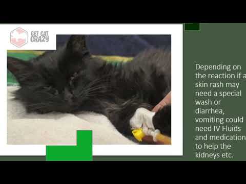 Cat Allergic to Penicillin