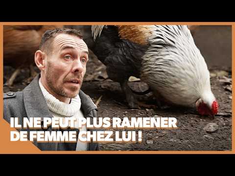 Il porte plainte contre ses voisins à cause de leur coq !