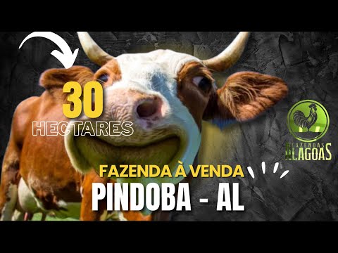 Pindoba/AL - 30 Hectares (96 Tarefas) #fazenda #pecuarista #alagoas #nordeste #mercadoagricola 