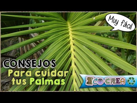 , title : 'CONSEJOS: CÓMO CUIDAR TUS PLANTAS - PALMAS O PALMERAS'
