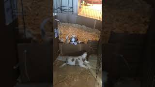 Video preview image #1 Cavalier King Charles Spaniel Puppy For Sale in DALLAS, TX, USA