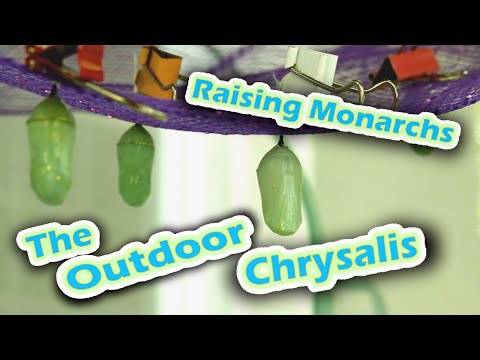 Raising Monarchs - The Outdoor Chrysalis (Help The Monarch Butterfly)