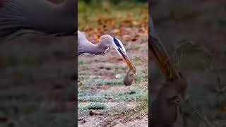 Download lagu Saat Bangau berburu Mangsa mp3