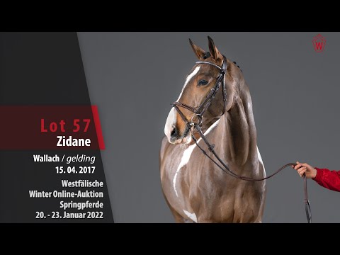 Winter Online-Auktion Lot 57 Zidane Wallach v. Zinedine - Ismo