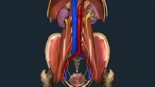 Apparato escretore 05: Uretere