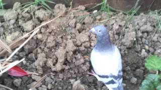 Injured pigeon (since flown away)