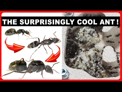The Most Underrated Ant? - Hiding in Plain Sight!