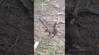 Download lagu Bull Elk Breeding Each Other? #elk #bull #elkhunting #deer #breeding #nature mp3 Download lagu Bull Elk Breeding Each Other? #elk #bull #elkhunting #deer #breeding #nature mp3