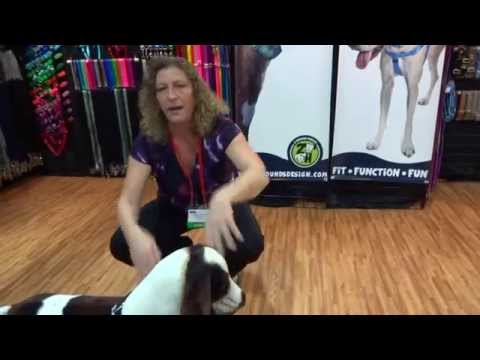 Freedom No-Pull Harness How To Use your harness brought to you by The Healthy Dog