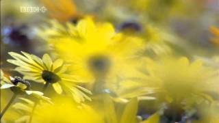 A Spell for Creation by Kathleen Raine (HD)