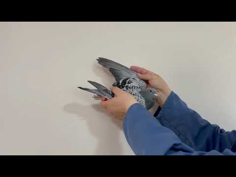 BE 22 - 3006185 F Orig. TEAM FLOREA SORIN