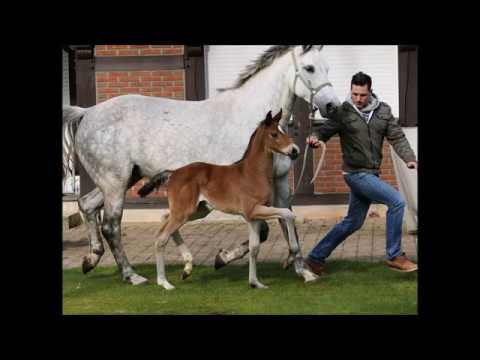 *2017 Stutfohlen von Hickstead White - Colbert GTI