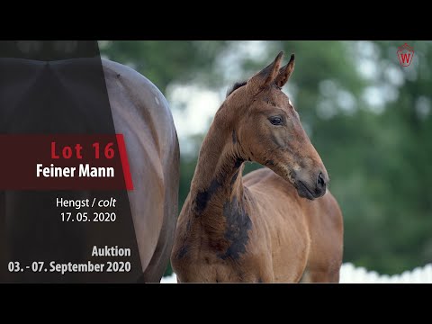 Online-Auktion v. 03. - 07.09.2020 Lot 16 Feiner Mann Hengst v.Fürst Samarant - Fiano