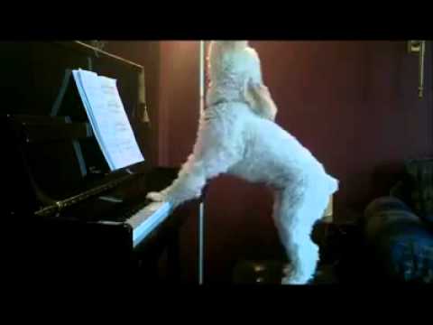 Dog play piano and sing opera