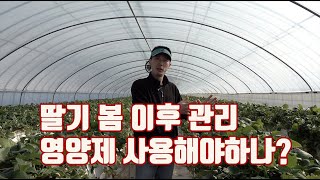 봄철 딸기 관리 발근제 비대제 기타 엽면시비제  사용이 필요한가? 이제는 동력분무기를 이용하세요