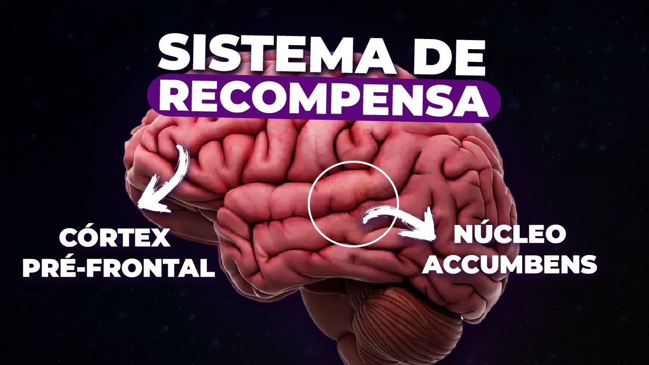 O que PRECISA SABER sobre o SISTEMA DE RECOMPENSAS do CÉREBRO