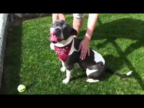 Pinta, an adopted American Staffordshire Terrier Mix in Marina Del Rey, CA_image-1
