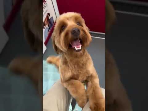 Foods Dogs Can & Can't Eat Part 3