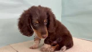 ミニチュアダックスの動画01