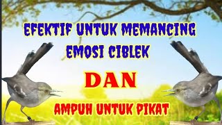 Download lagu Suara CIBLEK TARUNG untuk pikat dan Pancingan mp3