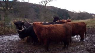 preview picture of video 'February View Highland Cows St Andrews Fife Scotland'