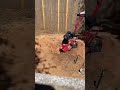 Stump grinding with Home Depot rental - Bradford pear stump grinding - toro stump grinder - DFW