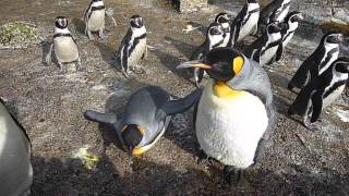 preview picture of video 'King and Humboldt Penguins at Birdland Park and Gardens - Bourton on the Water'