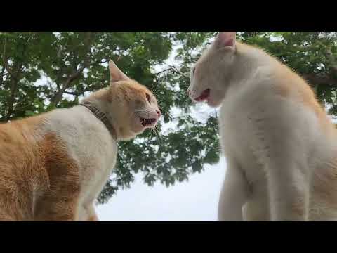 Orange Cats Fighting Each Other