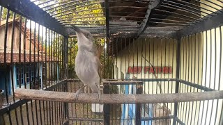 Download lagu BURUNG KECIAL KOMBO CUCAK KOMBO ROLL TEMBAK GACOR || UNTUK PANCINGAN BUNYI BURUNG BAHAN MANTAP mp3 Download lagu BURUNG KECIAL KOMBO CUCAK KOMBO ROLL TEMBAK GACOR || UNTUK PANCINGAN BUNYI BURUNG BAHAN MANTAP mp3