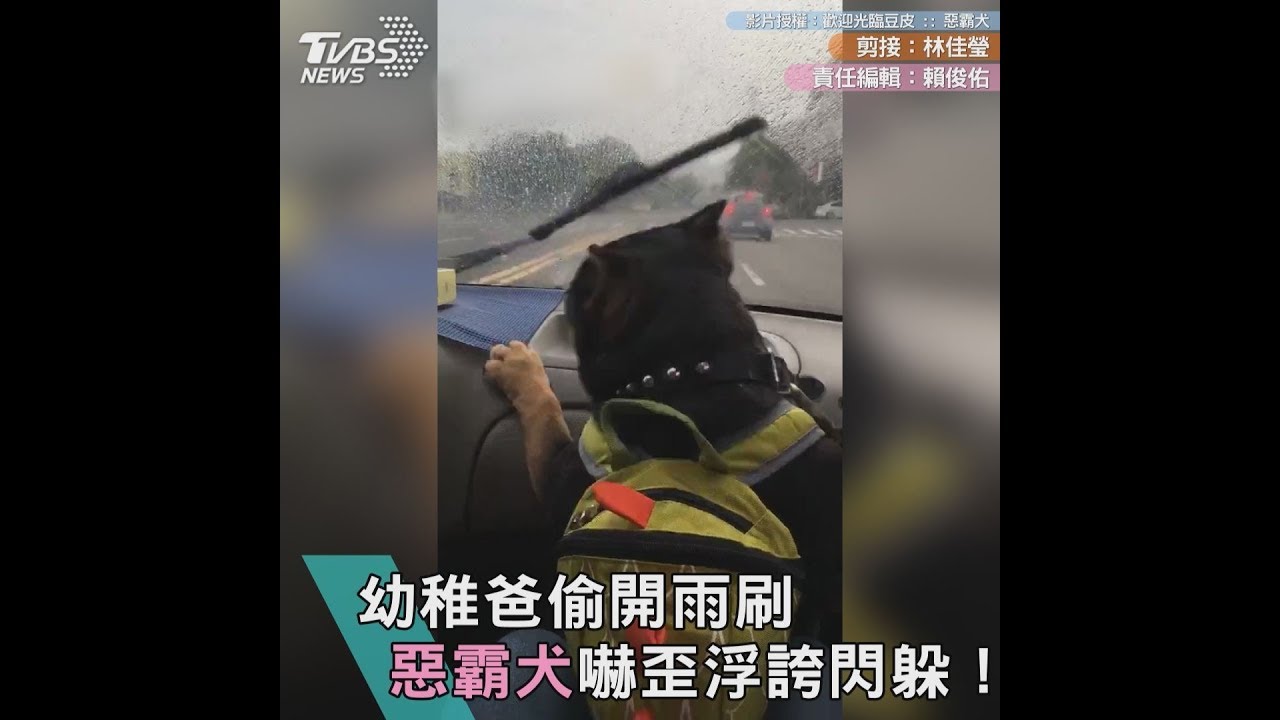 幼稚爸偷開雨刷 惡霸犬嚇歪浮誇閃躲!