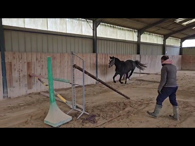 Jument SF 3 ans