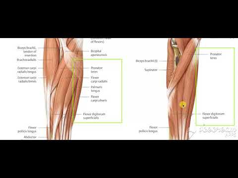 Forearm muscles 3