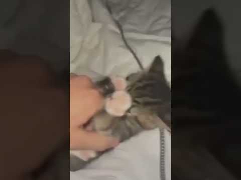 cats are so cute and funny