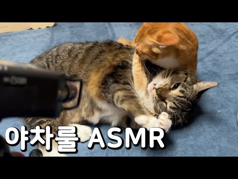 오늘 고팔남 안나옴 진짜 안나옴 이번엔 진짜임 진짜 진짜로 구라아님 이거 진짜ㄹㅇ임 구라면 고양이 돈으로 쇼핑함