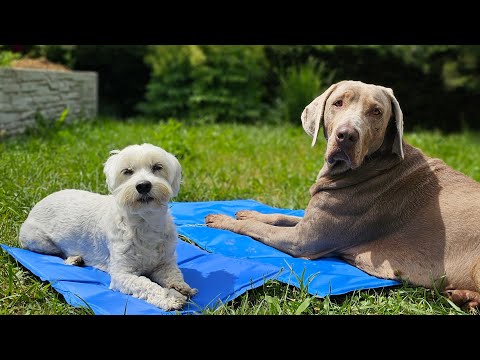 Pampi zahájila letnú kúpaliskovú sezónu. Bazén otvorený. Takto privítala prvých navštevníkov areálu.