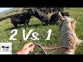 Insane Bull Fight