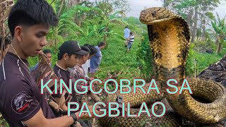 KING COBRA SA PAG BILAO  NANG HAHABOL NG BATA