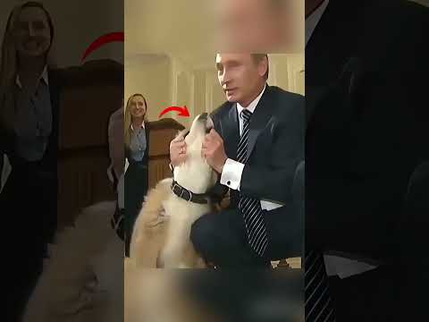 🔥 Putin’s Unexpectedly a Dog Lover 🇷🇺🇯🇵Yume : Japan’s Diplomatic Gift Was Raised by His Hands #putin