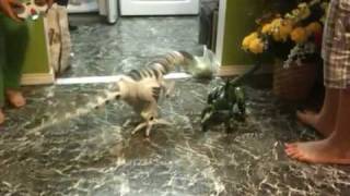 preview picture of video 'Robo-dinosaur fight'