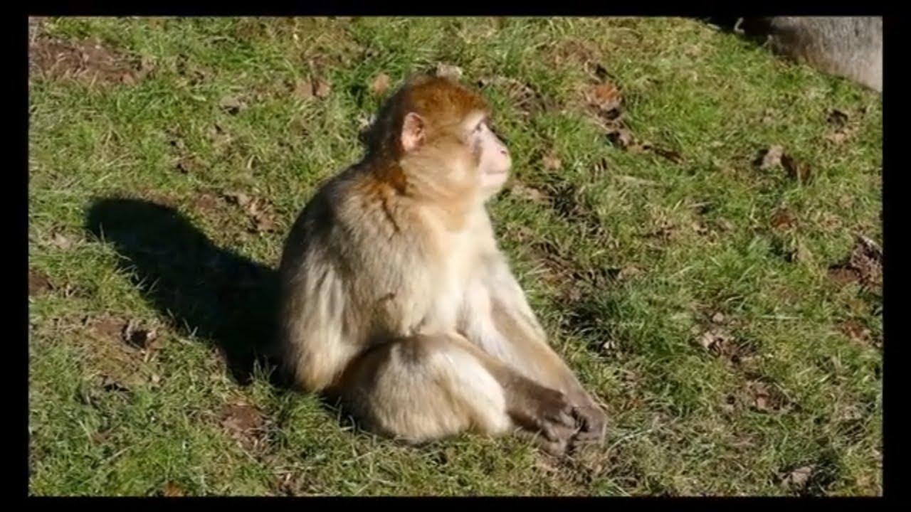 FREE STOCK FOOTAGE OF MONKEYS 100% FREE TO USE