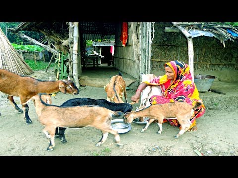 , title : 'Goat Farming - How to Start a Business Raising Goats for Women in the Home'