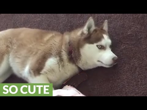 Siberian Husky plays gently with baby