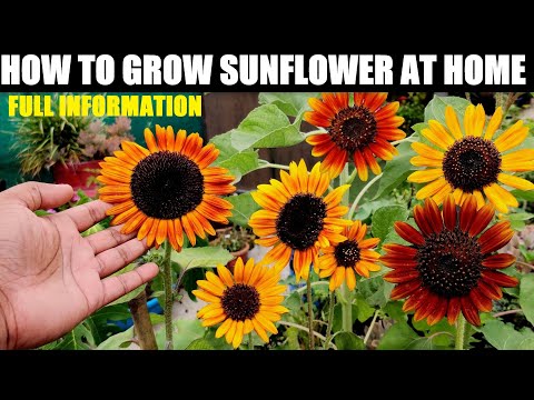 How To Grow Sunflower At Home | Seed to Flower