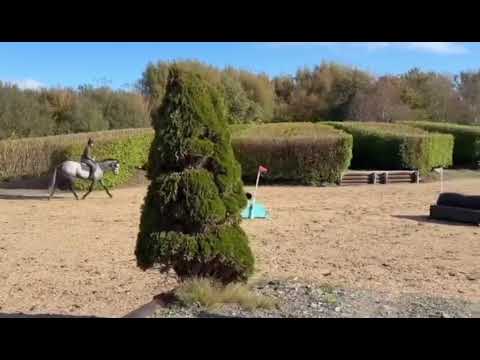 Lot 61 Goresbridge Tuesday Riding Mare 5yr - Image 2
