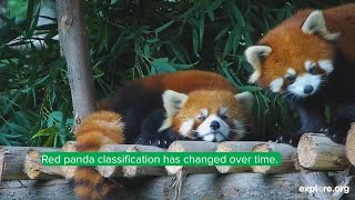 What Are Red Pandas?